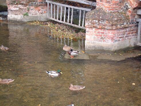 Farningham High ST River Darenth Ducks 221004