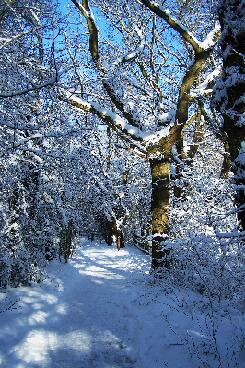 Jubilee Park In Snow 8 030209