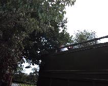 Treeloper Being Used 1 030711